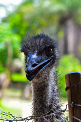 Emu ou ema-australiana &eacute; uma esp&eacute;cie de ave terrestre end&ecirc;mica de Austr&aacute;lia, a segunda maior do mundo.