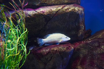 Sea fish and aquatic inhabitants