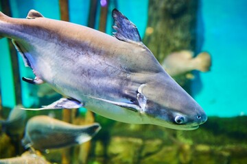 Pangasius, Marine fish and aquatic inhabitants