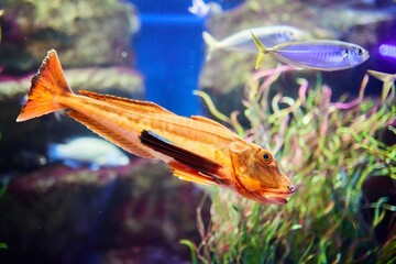 Sea cockerel, Sea fish and aquatic inhabitants