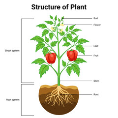 Structure of plant diagram for education