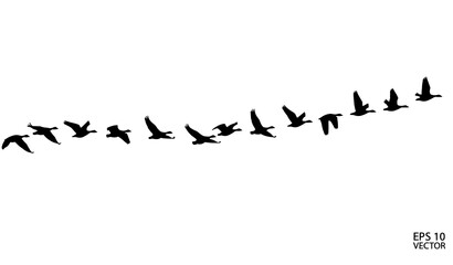Obraz premium Migrating geese flying panorama black silhouette vector