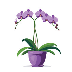 Naklejka premium Purple Phalaenopsis Orchid in Pot Flat Vector Illustration