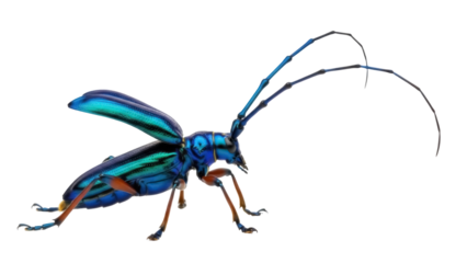 Vibrant musk beetle isolated PNG on transparent background, colorful Calichroma splendidum insect with long antennae for design projects