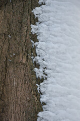  Closeup snow covered tree trunk. Winter, nature, outdoors ,seasonal environment.