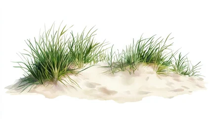 Papier peint photo Herbes des dunes Coastal sand dune with sea grass and beach vegetation on white background for nature and landscape design and decoration  © Kristina