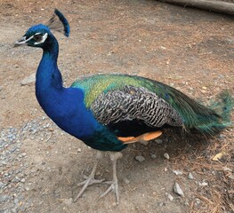 Obraz premium close up of peacock