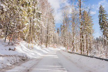 Las iglasty zimą w g&oacute;rach. Beskid Śląski w Polsce.