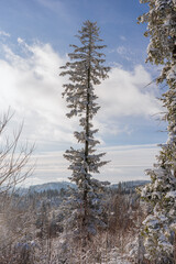 Las iglasty zimą w g&oacute;rach. Beskid Śląski w Polsce.