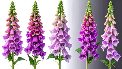 Four foxglove flowers in gradient color variations