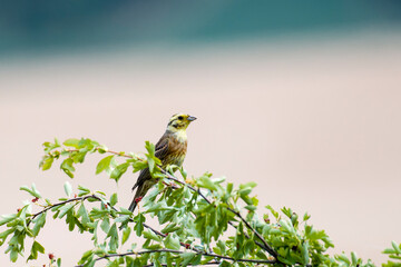 Zaunammer (Emberiza cirlus) Männchen	