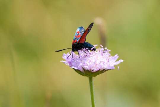 Sumpfhornklee-Widderchen (Zygaena trifolii)	