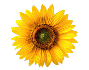 Vivid, single sunflower bloom, golden petals, intricate details, isolated on black background