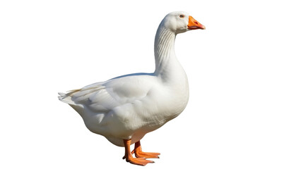 Domestic goose PNG isolated on transparent background, white farm bird with orange beak and feet, waterfowl for design and decoration
