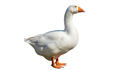 Domestic goose PNG isolated on transparent background, white farm bird with orange beak and feet, waterfowl for design and decoration