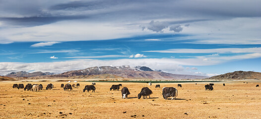 Mongolian high mountain desert with grazing yaks