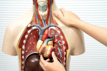 Student teenage learning anatomy biology with human body model in classroom at high school.