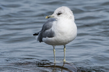 Fototapeta premium Sturmmöwe (Larus canus) im Herbst an der Ostsee in Schweden 