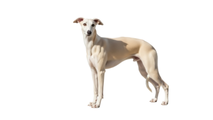 Elegant cream-colored Whippet dog PNG isolated on transparent background, graceful sighthound breed for design and pet-related projects