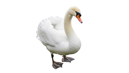 Elegant mute swan isolated PNG on transparent background, graceful white bird with orange beak for design and wildlife projects