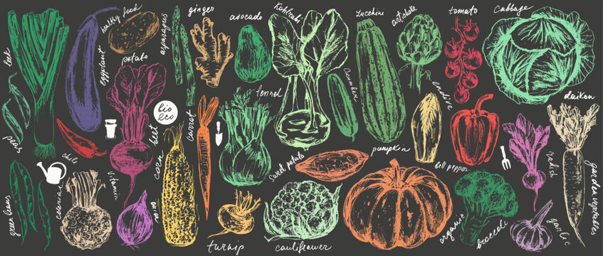 Hand drawn chalk vegetable sketches set. Tomato, cucumber, bell pepper, zucchini, pumpkin, butternut, squash, corn, onion, radish, potato, green beans, asparagus, artichoke, cabbage, kohlrabi.
