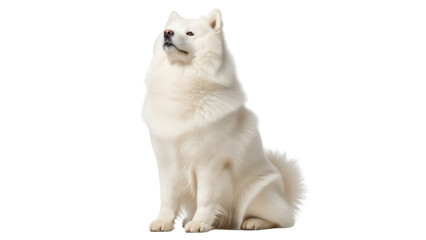 Fluffy white Samoyed dog sitting isolated PNG, purebred canine companion on transparent background for pet-related designs