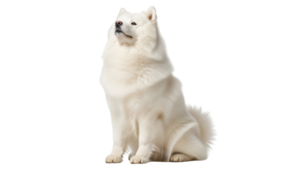 Fluffy white Samoyed dog sitting isolated PNG, purebred canine companion on transparent background for pet-related designs
