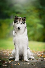 Obraz premium alaskan malamute dog photo in the park