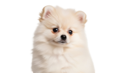 Adorable cream Pomeranian puppy isolated PNG, fluffy Spitz dog with cute face on transparent background, domestic animal for pet-related designs