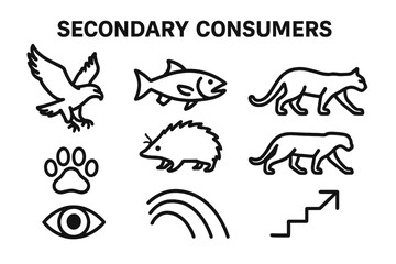 Secondary Consumer Icons. Secondary Consumers set in outline vector style: hunting bird, mid-level predator fish, insect-eating mammal, stalking silhouette,