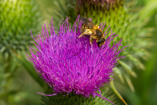 Gelbbindige Furchenbiene (Halictus scabiosae) auf einer Distel	