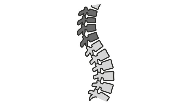 Simplified illustration of a human spinal column showing individual vertebrae with some sections highlighted.