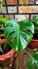Dewdrops cling to a vibrant, heart-shaped Monstera leaf, positioned against a textured brick wall in outdoor setting