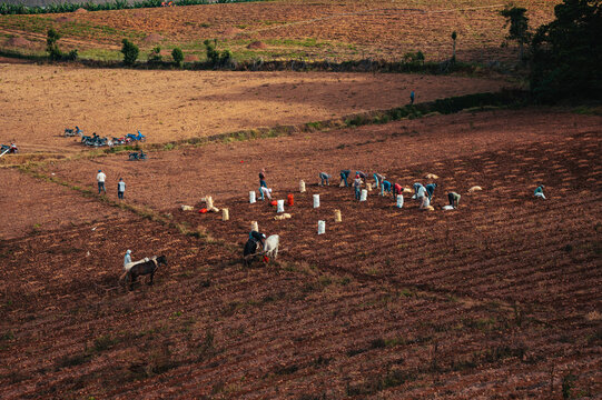 Agricultores siembran papas en Constanza Republica Dominicana