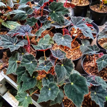 Dark Green Begonia Rex Cultivars with Jagged Leaves in Nursery