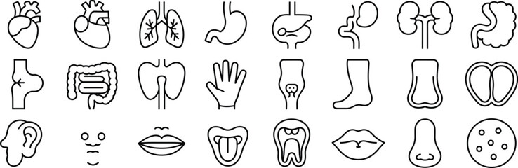 Black and white human organ and body part human organs