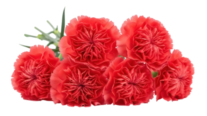 Vibrant red carnation flowers isolated PNG on transparent background, beautiful floral arrangement for wedding and Valentine s Day designs