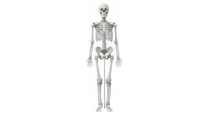 A detailed illustration of a human skeleton standing upright isolated on transparent background