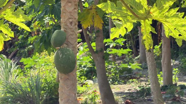Papaya fruits grow along a planted row while additional papaya trees extend into the background of the plantation. Row cultivation.