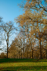 Obraz premium Bare Trees During The Day In The Park 