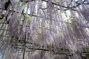 初夏の青空に見上げる満開の藤棚と新緑の絶景