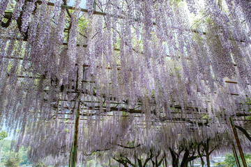 初夏の青空に見上げる満開の藤棚と新緑の絶景