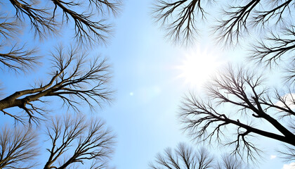 Bare tree branches reaching for bright spring sky, nature's awakening