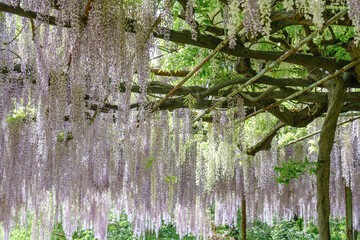 初夏の青空に見上げる満開の藤棚と新緑の絶景
