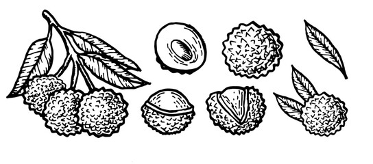Hand drawn Lychee fruit branch, berry and leaves set. Vector illustration in vintage line art style. Sketch of lychee set isolated. © ZhumaStudio