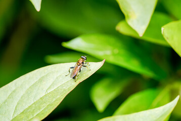 Naklejka premium Close-up of a hoverfly on a green leaf in nature. Syrphidae. 