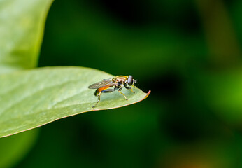 Naklejka premium Close-up of a hoverfly on a green leaf in nature. Syrphidae. 
