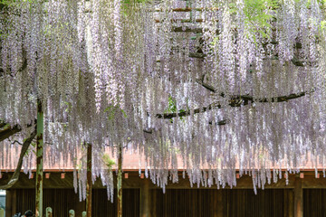 初夏の青空に見上げる満開の藤棚と新緑の絶景