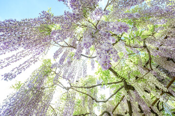 初夏の青空に見上げる満開の藤棚と新緑の絶景