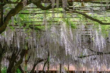 初夏の青空に見上げる満開の藤棚と新緑の絶景